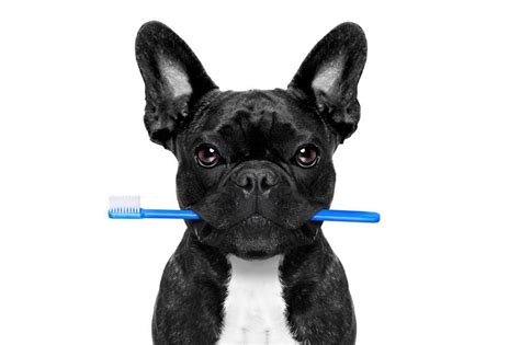 This month's featured patient is bubba. Saiba a importância da higiene bucal para cães e gatos ...