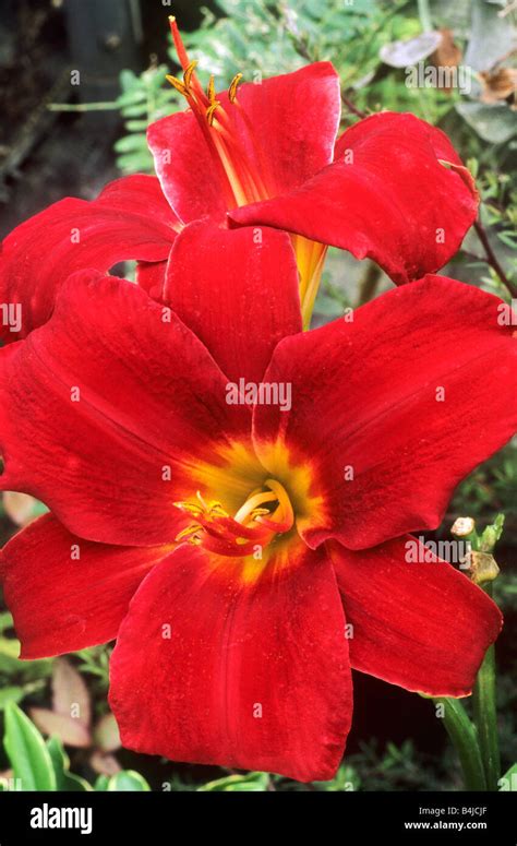 Hemerocallis Chicago Knockout Red Flower Flowers Garden Plant Plants