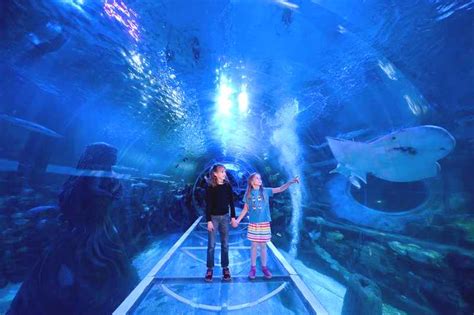 National Sea Life Centre Birmingham Tickets Days Out