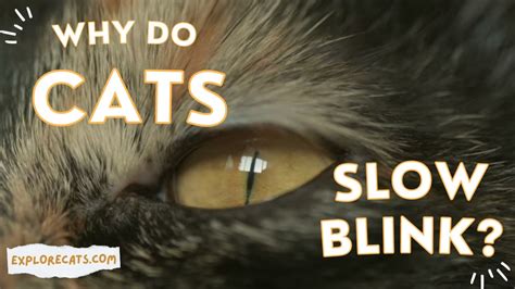 Why Do Cats Slowly Blink Youtube