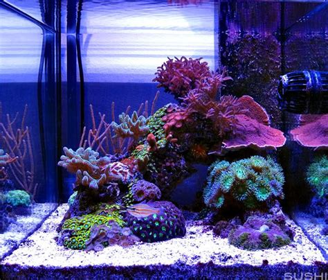 Whether the aquascape is nature, dutch or biotope, your nano aquarium is not complete without including miniature fishes. Sushi's ELOS - Page 13 - Members Aquariums | Aquarium fish ...