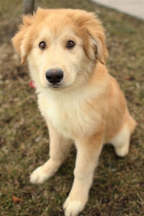 A Beginners Guide To Husky Golden Retriever Mix With Pictures