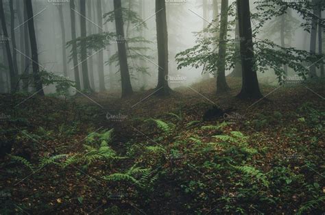 Mysterious Green Foggy Forest Foggy Forest Foggy Nature Photography