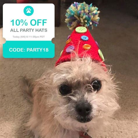 Hurry Theres Still Time To Get Your Doggo A Party Hat Just Like