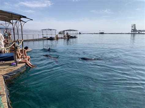 Dolphin Reef Eilat Slow Europe Travel Forums