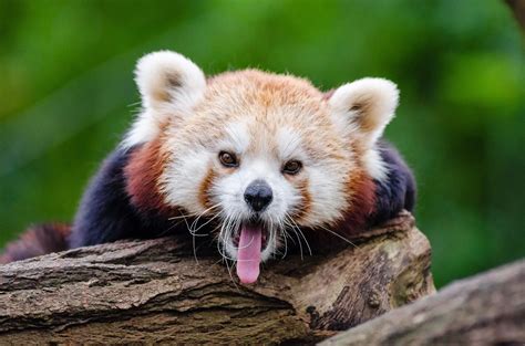 25 Cute Photographs Of Cuddly Red Pandas Light Stalking