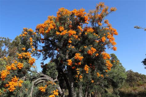 All state flowers also called pacific rhododendron, or big leaf rhododendron, the coast rhododendron is a broadleaf evergreen rhododendron species native to western north america. Celebrating our native Christmas tree - Urban Bushland ...