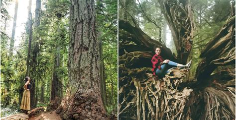 Walk Amongst Bcs Tallest And Oldest Trees In Cathedral Grove Photos
