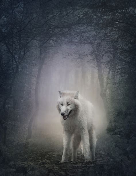 White Wolf In The Night Forest Wall Mural And Photo Wallpaper Photowall
