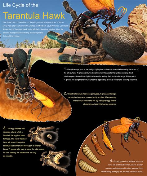 Life Cycle Of The Tarantula Hawk — Visualization Forge