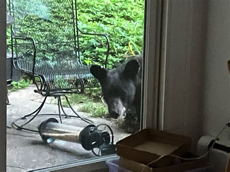 Young black bear spotted roaming through Arlington - WTOP News
