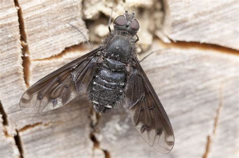 Black Bee Fly Called Anthrax Anthrax Arrives In Uk Nature News