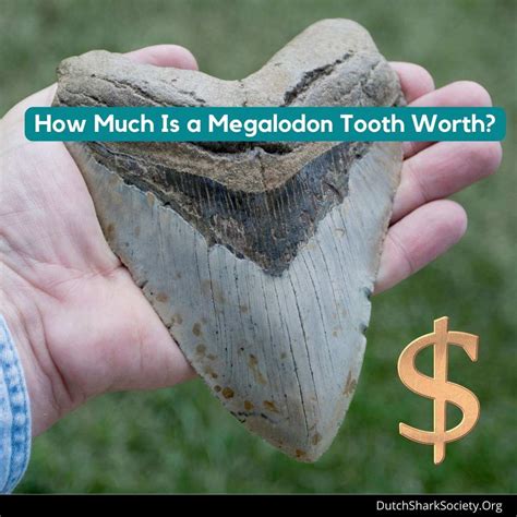 How Much Is A Megalodon Tooth Worth Dutch Shark Society