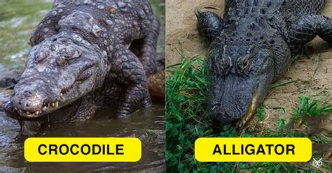 This Is The Difference Between A Crocodile And An Alligator Im A