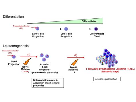 Project 2 T Cell Acute Lymphoblastic Leukemia T All