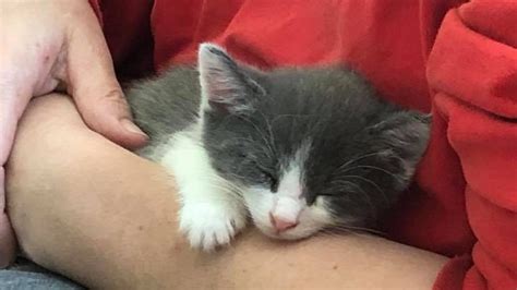 Man Facing Animal Cruelty Charges For Allegedly Abandoning Kittens On