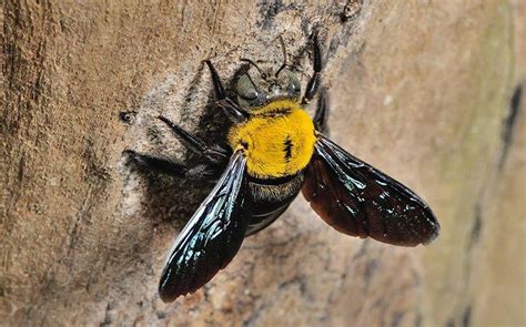 Do not exceed 0.17 oz (4.8 g) of product per 1000 sq ft in a calendar year. Blog - How Much Do You Really Know About The Carpenter Bees In New Jersey?