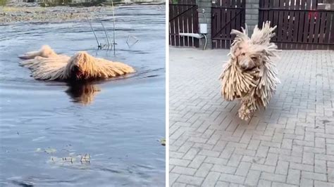 Unusual Dog Looks Like Mop Youtube