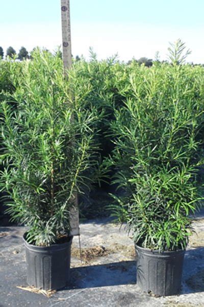 What should the temperature be for growing podocarpus? Podocarpus - Cherrylake
