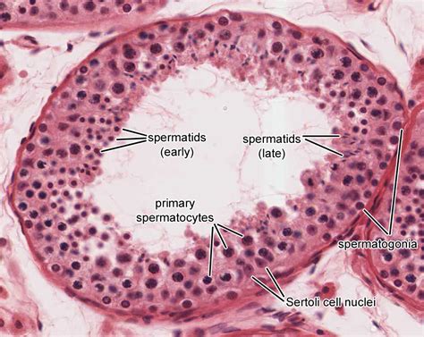 Histology Glossary Testicular Anatomy Histology Draw It To Know It The Best Porn Website