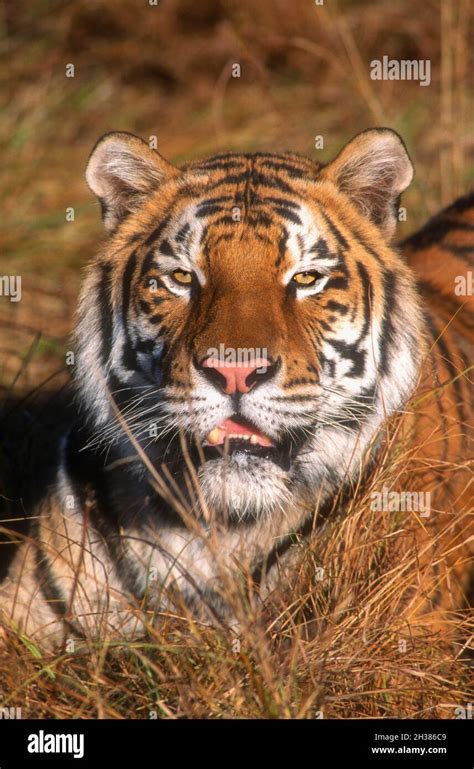 Asia Southeast Asia India Wildlife Predators Felines Tiger