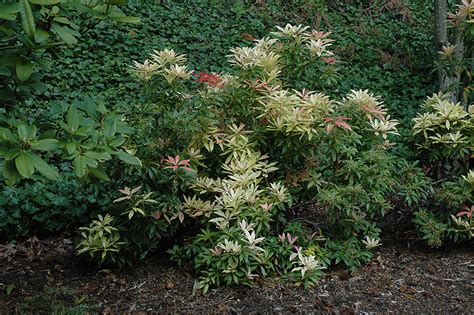 Forest Flame Japanese Pieris Pieris Japonica Forest Flame In