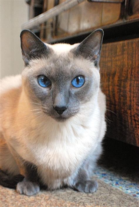 Seal Point Siamese Cats For Adoption Tori Hussey