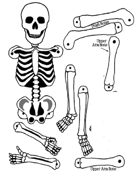 Esqueleto Humano Para Imprimir Recortar E Montar Em Tamanho Grande My