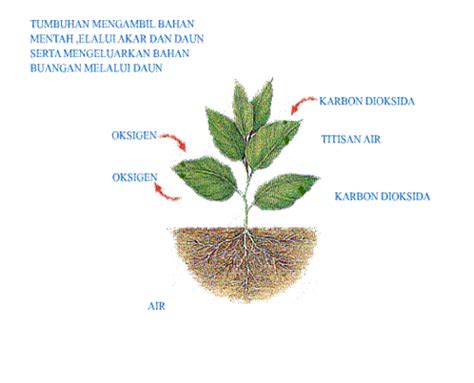Tumbuhan tingkat tinggi pada umumnya tergolong pada organisme autotrof, yaitu respirasi merupakan proses oksidasi bahan organik yang terjadi di dalam sel, berlangsung secara aerobik maupun anaerobik. Upgrade Your Skill: FAKTOR FAKTOR YANG MEMPENGARUHI ...
