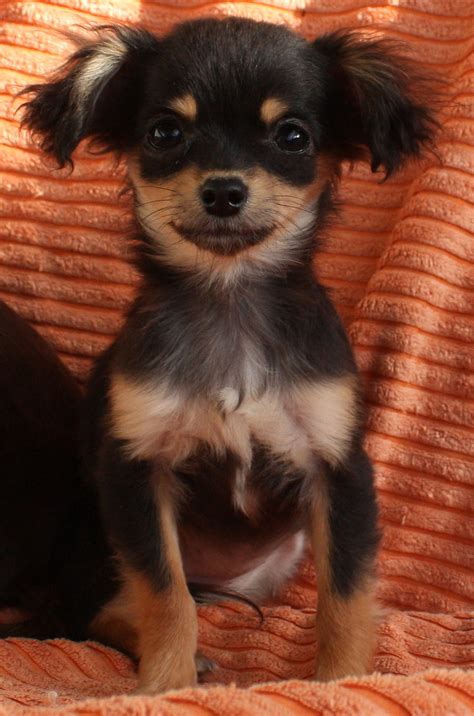 88 Pictures Of Black And Tan Chihuahuas L2sanpiero