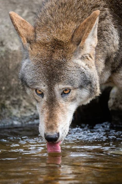 412 Wolf Drinking Stock Photos Free And Royalty Free Stock Photos From