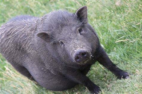 Free Images Animal Farming Livestock Agriculture Meat Pork