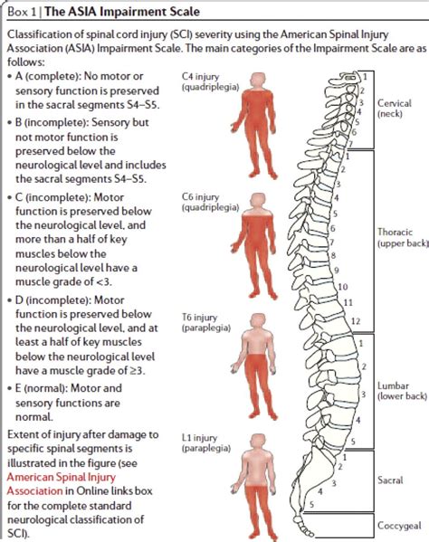 Asia Chart For Spinal Cord Injury