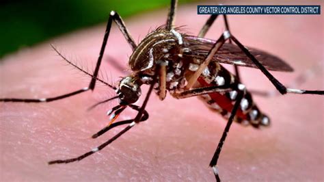 New Species Of Mosquito Invading Southern California Abc7 Los Angeles