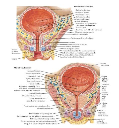 Urinary Bladder Female And Male Anatomy Female Frontal