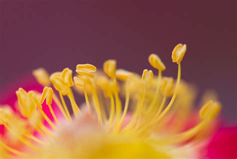 Macro Photography The Complete Guide To Breathtaking Macro Images