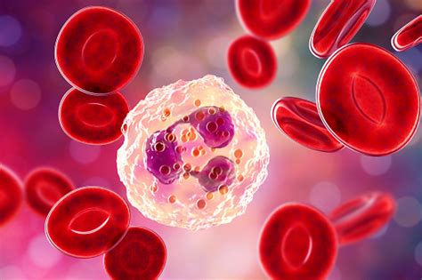 Neutrophil A White Blood Cell Stock Photo Download Image Now Istock