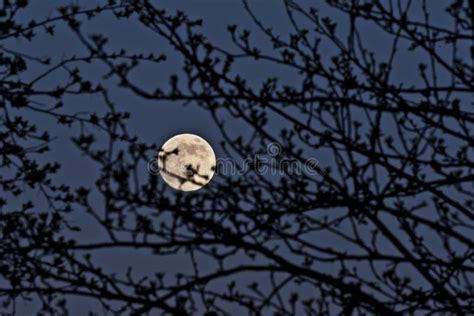 Full Moon Through The Branches Of Trees Stock Photo Image Of Bright
