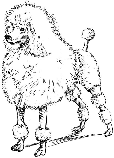 Animal coloring pages for kids. Toy Poodle Coloring Pages at GetDrawings | Free download