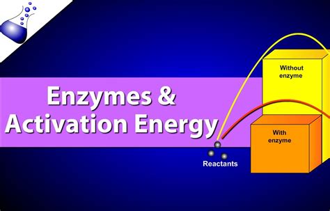 Enzymes and Activation Energy - YouTube