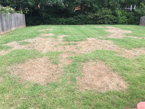 How To Treat And Prevent Brown Patches In Your St Augustine Grass