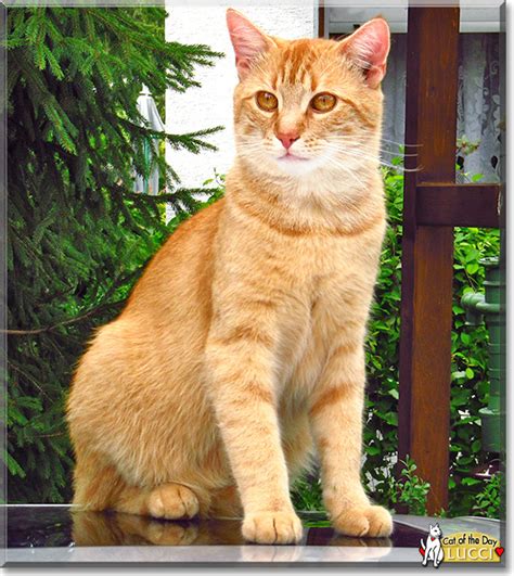 The cover hair is quite coarse which means that any wetness stays in the hair tips and can be easily shaken off. Lucci - European Shorthair - January 12, 2015