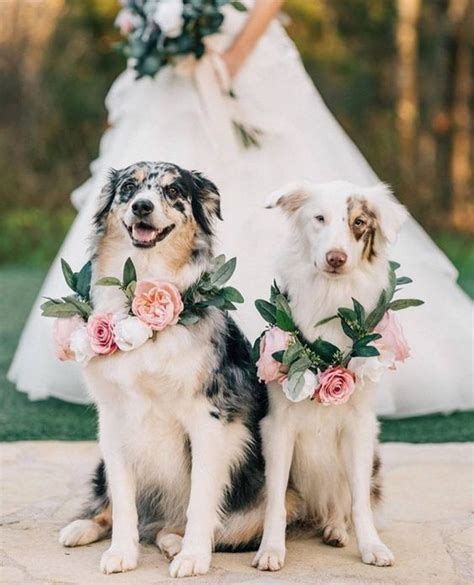 How To Incorporate Your Dog Into Your Wedding — Ivory And Beau