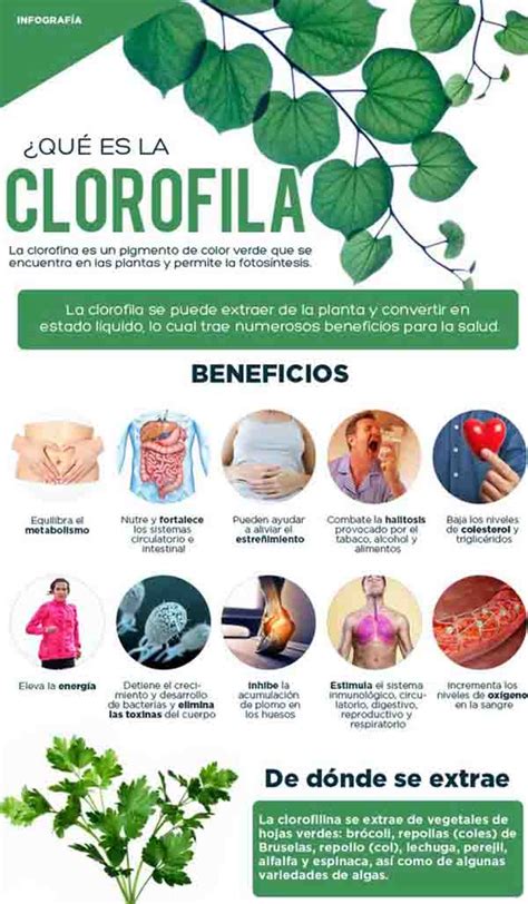 Qu Es La Clorofila Y Cu Les Son Sus Propiedades Infograf As Y Remedios