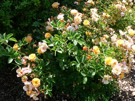 P1240958 Low Growing Roses Phibos55 Flickr