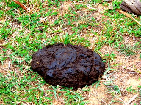 Collecting Cow Poop In The Philippines On Valentines Day Philippines
