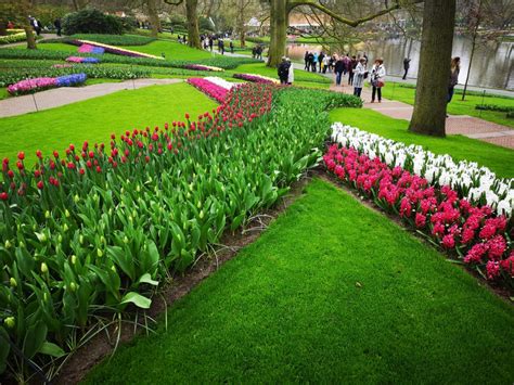Keukenhof Tulip Garden Travel Tips 2023 Hollanddreams