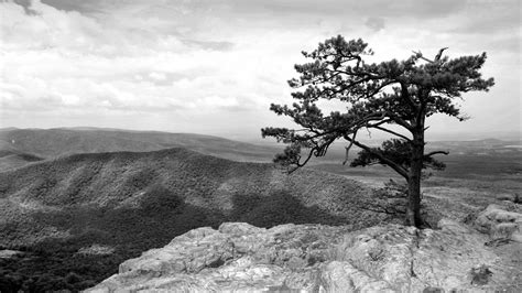 Black And White Lone Tree Nature Photography