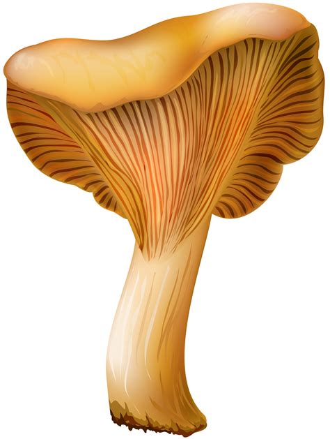 Mushroom Png Clipart Free Logo Image