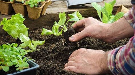 Cómo realizar la siembra de hortalizas Agromática
